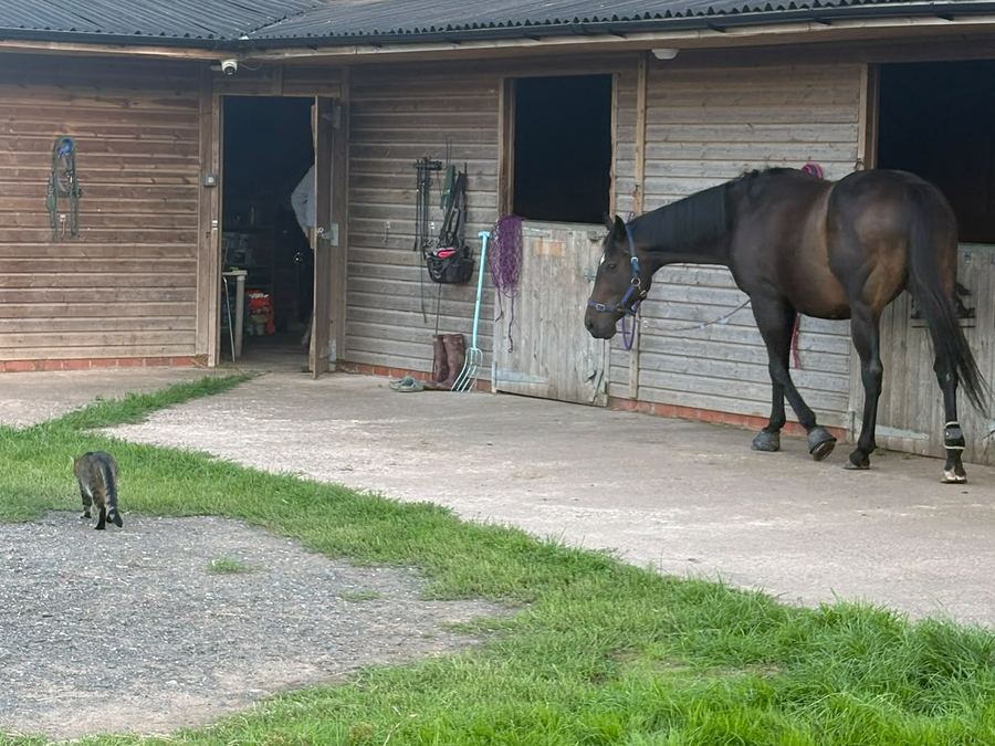 Horses at the stable block on the Muslims of Ihsan farm